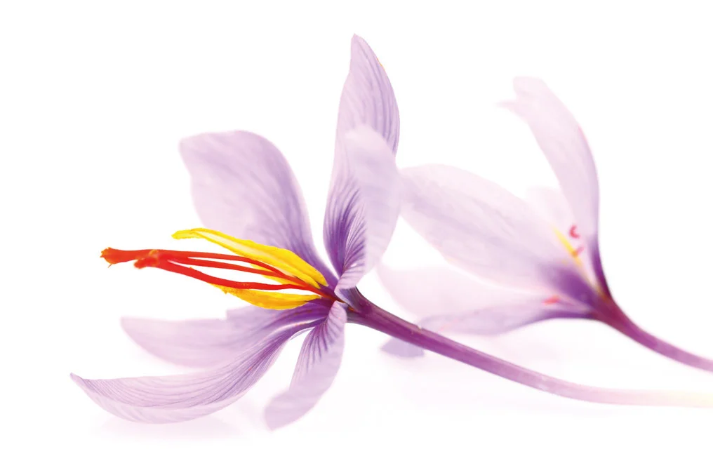 Scientific research and botanical extraction at Green Plants Extracts